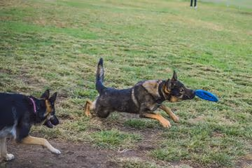 Head & Brotherhood Dog Play Area